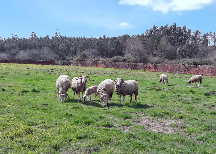 Welcoming House In Agueda With Shared Pool 70 M² * Urgueira (Aveiro)